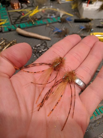 Ververka's Mantis Shrimp, or a crayfish.